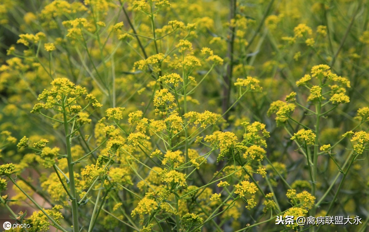 养鸡秘诀：鸡群感冒的六个中草药秘方，简单省钱易操作