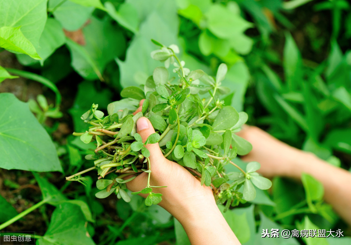 养鸡秘诀：鸡群感冒的六个中草药秘方，简单省钱易操作