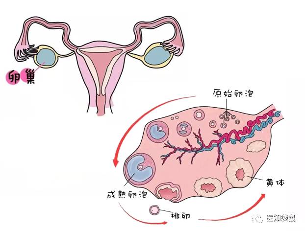 多囊卵巢有中药秘方吗_卵巢保养秘方_多囊卵巢的六个秘方