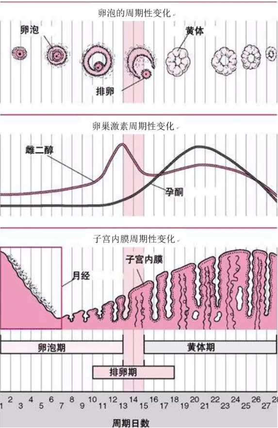 卵巢保养秘方_30岁女人保养卵巢_怎样保养卵巢和子宫