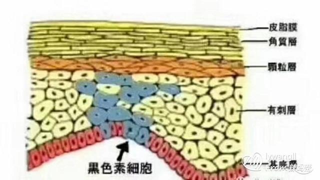 祛痘消肿用3物，很快瘪下变小