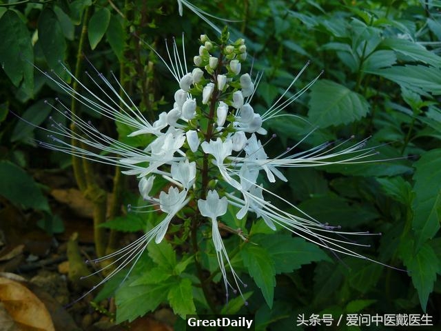 中药壮阳药配方大全_壮阳中药泡酒配方大全_壮阳中药配方