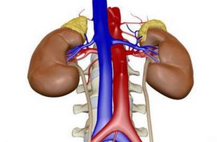 肾萎缩_肾萎缩是什么原因引起的_肾萎缩怎么治疗恢复