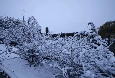 冬雪小学作文