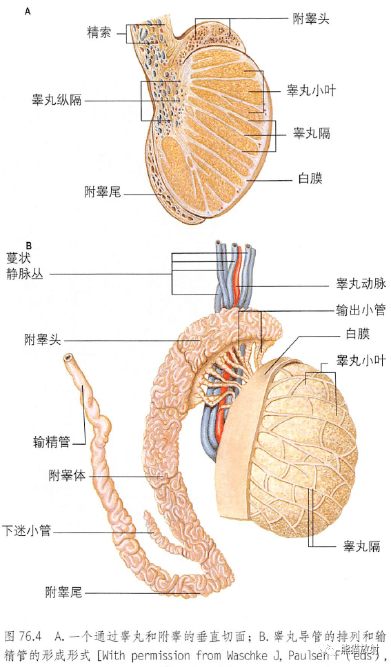 中药敷脐壮阳秘方_有什么中药敷肚脐能快速壮阳_壮阳敷脐疗法