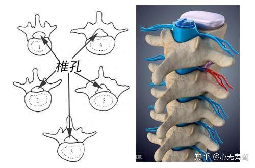 虎杖治疗腰椎突出症做法_腰椎肩盘突出怎么治疗_腰椎间盘突出症的治疗偏方