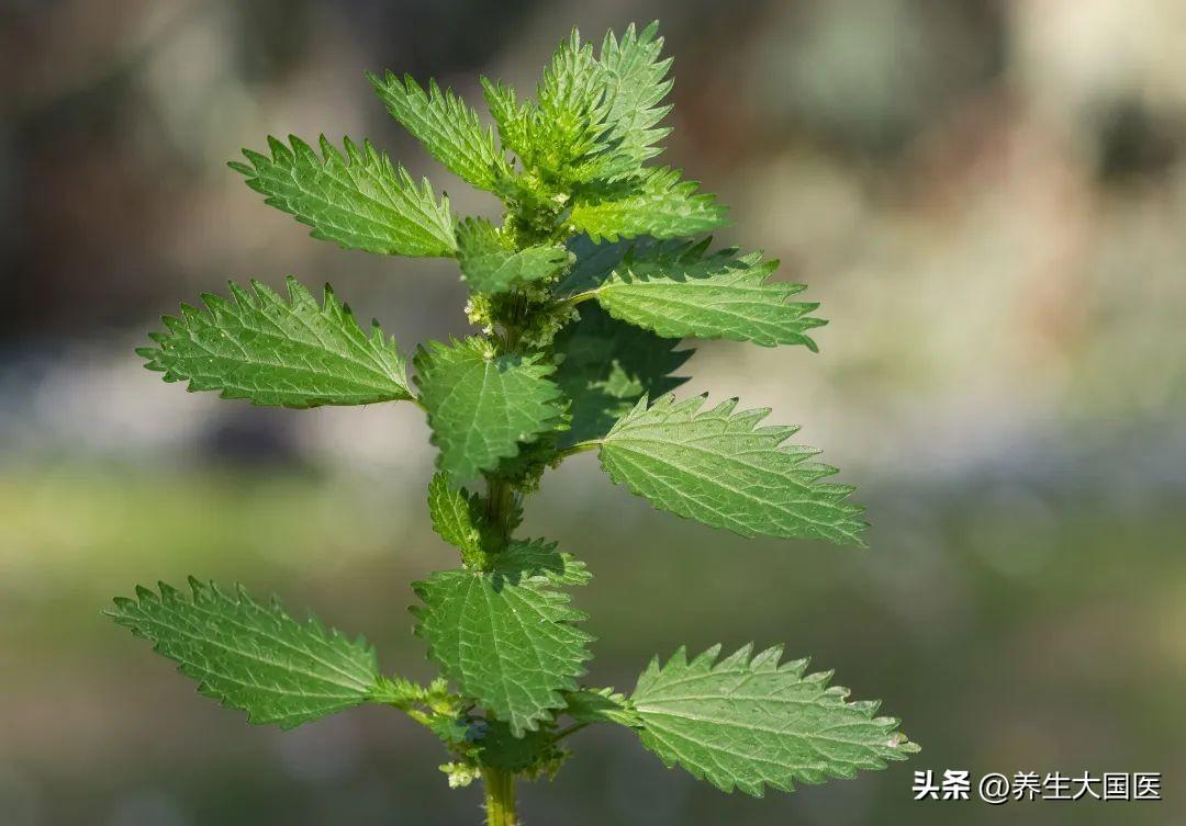 接种麻疹减毒活疫苗麻疹属于_宸荨灿白与宸荨樱桃_人工荨麻疹