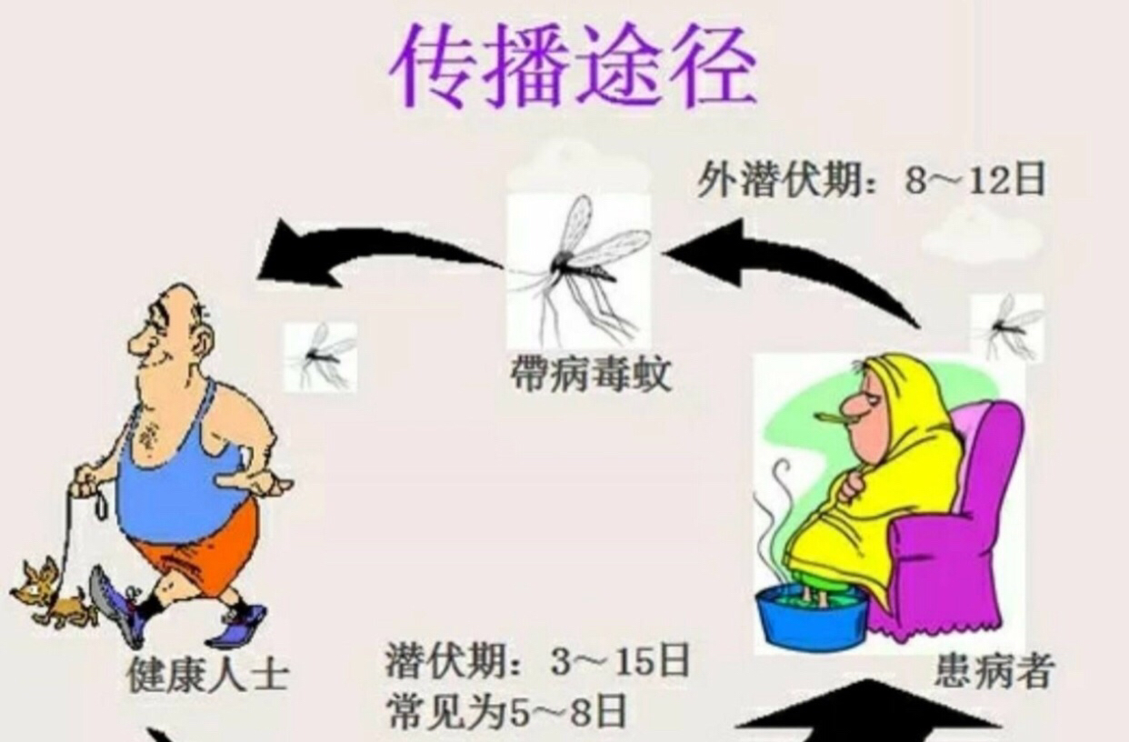 登革热_37人染登革热_登革热诊断标准