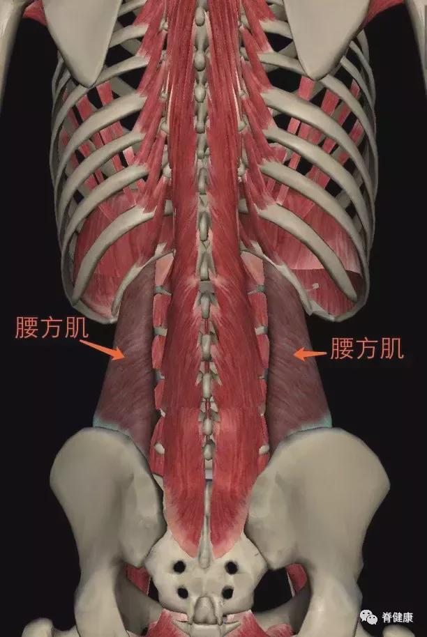 腰肌治疗腰肌劳损视频_腰肌劳损的秘方验方_祖传的腰肌劳损特效秘方