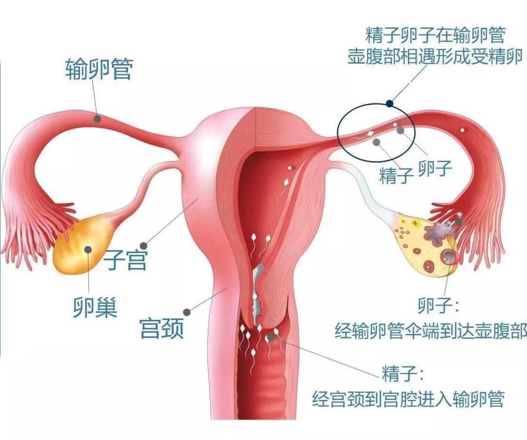 造影后多久可以同房_卵巢造影多久可以同房_做造影多久可以同房