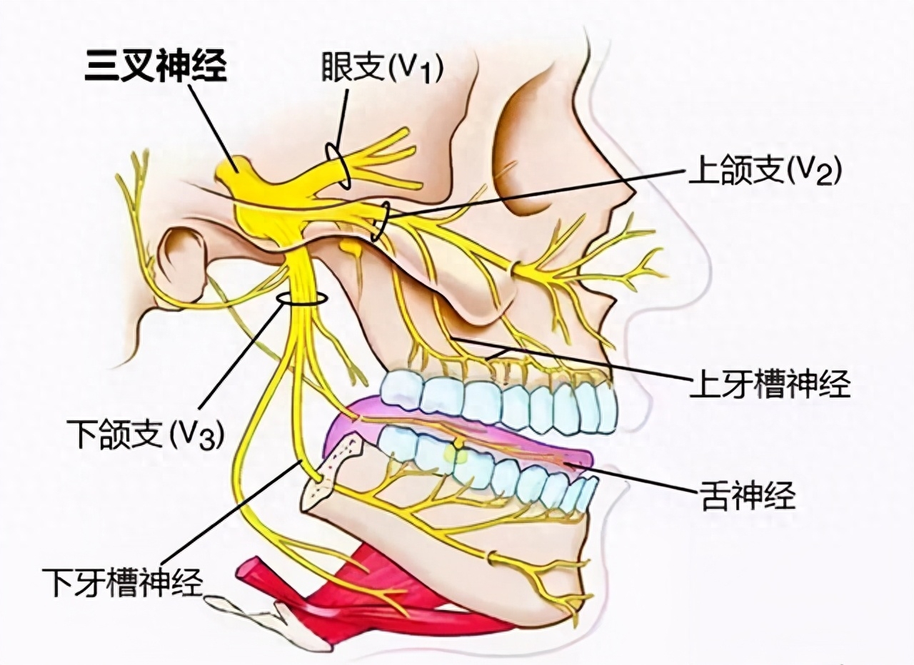 三叉神经痛偏方除根_三叉神经痛治疗偏方根治大全_三叉神经痛的偏方大全