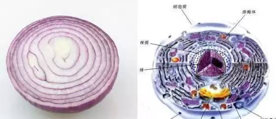 环状溃烂性龟头炎药_外痔疮用哪种药好_肿瘤溃烂外用秘方药