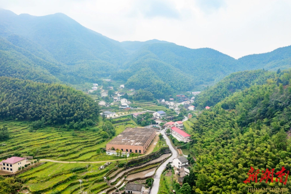 山色峪灵芝和灵芝区别_灵芝山色峪_峪灵芝