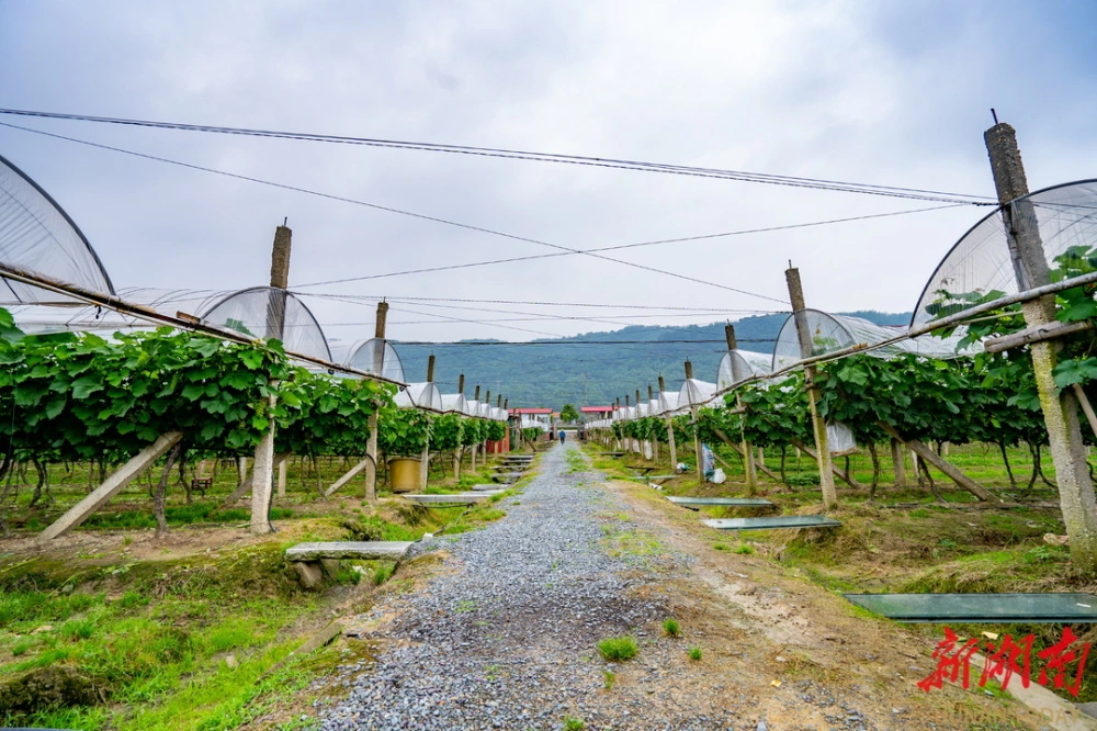 灵芝山色峪_山色峪灵芝和灵芝区别_峪灵芝