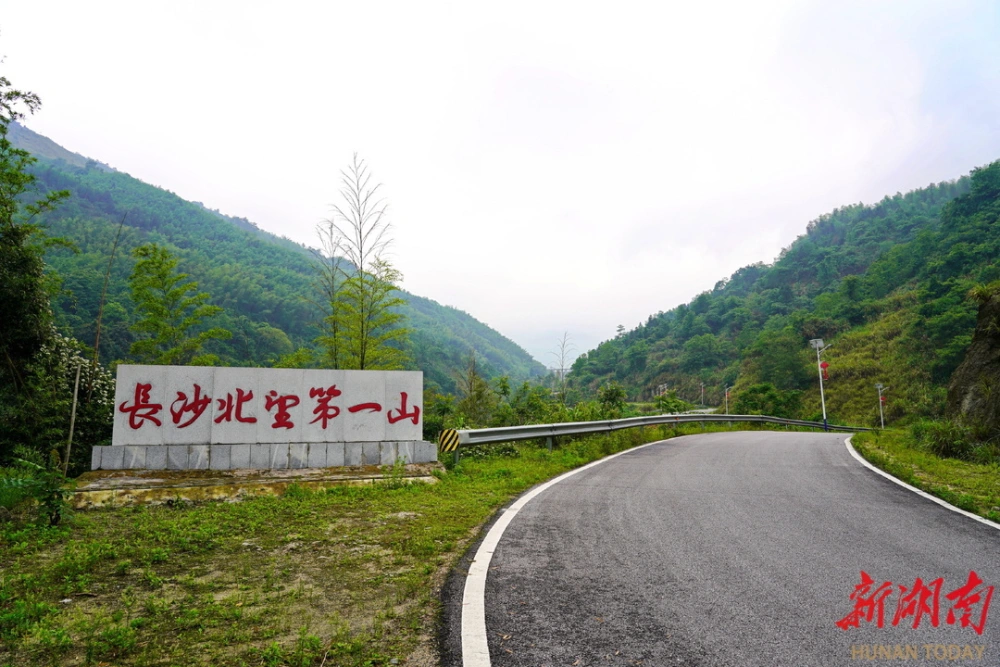 峪灵芝_山色峪灵芝和灵芝区别_灵芝山色峪