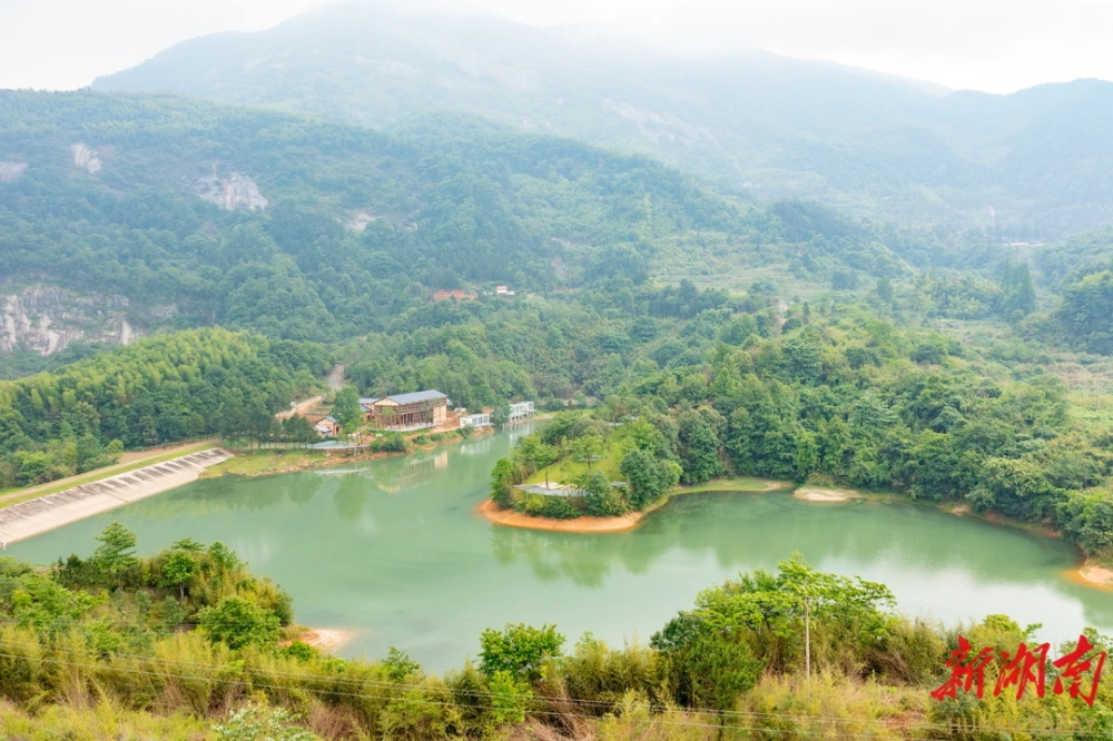 灵芝山色峪_山色峪灵芝和灵芝区别_峪灵芝