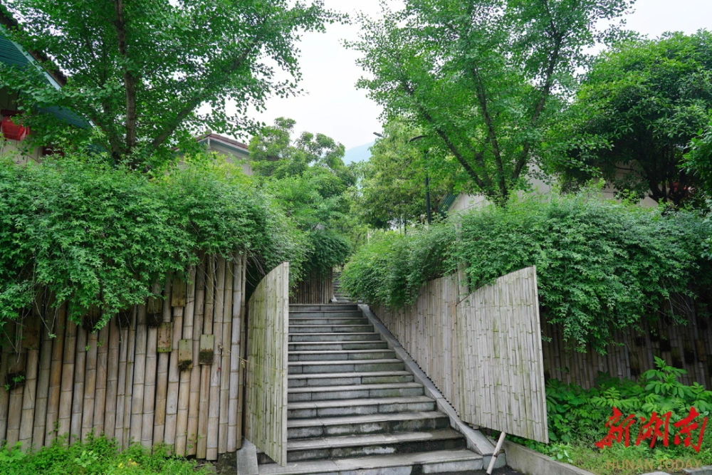 灵芝山色峪_峪灵芝_山色峪灵芝和灵芝区别