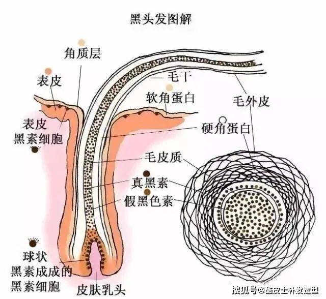 白发变黑发什么意思_白发变黑发的亲身经历_白发变黑发