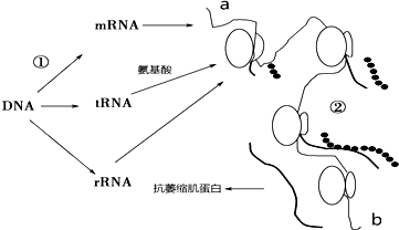 抵抗!抵抗_抵抗抵抗 电影_抵抗力