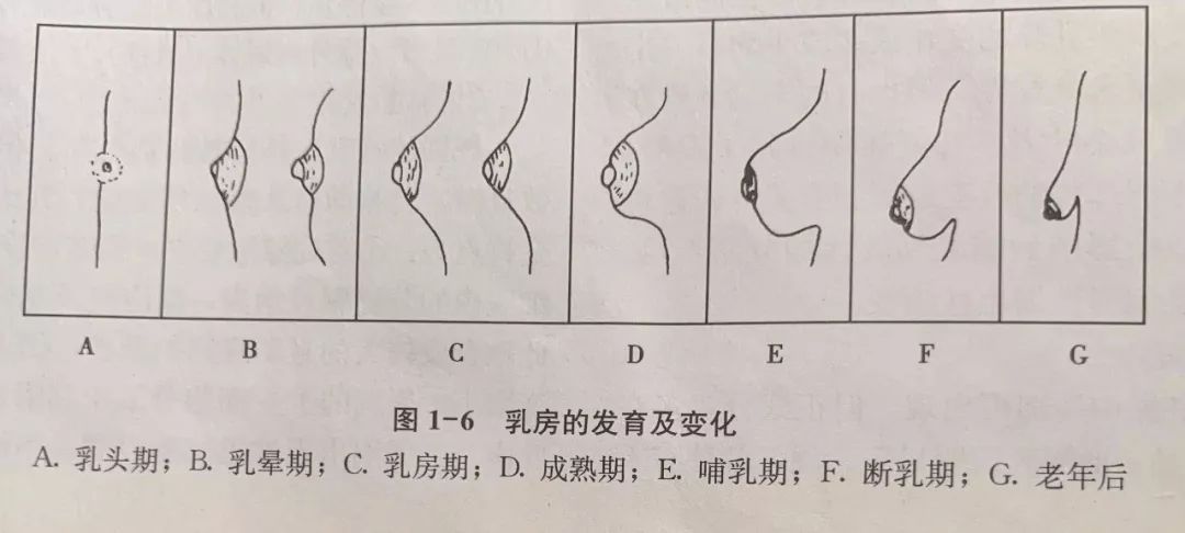 老年阴炎中医治疗偏方_sitebaojian.91jm.com 乳腺贴能治疗乳腺_治疗乳腺炎的偏方