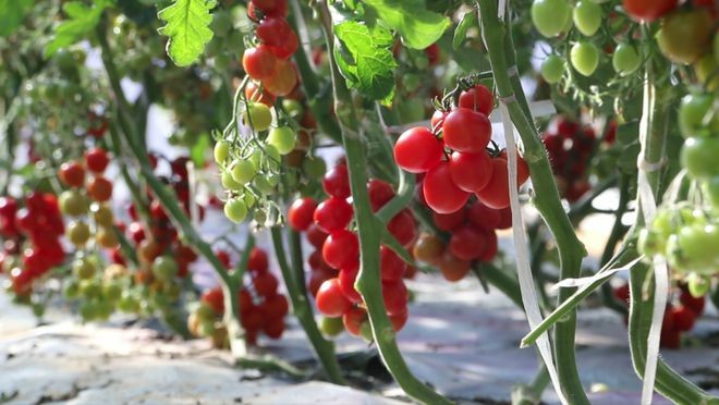 几种芽苗菜无土栽培技术