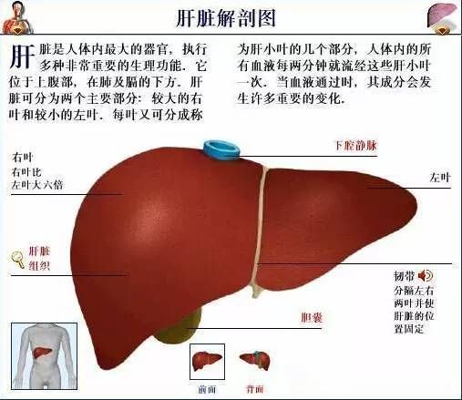 肝肺关系胃_肝和肺之间有什么病_