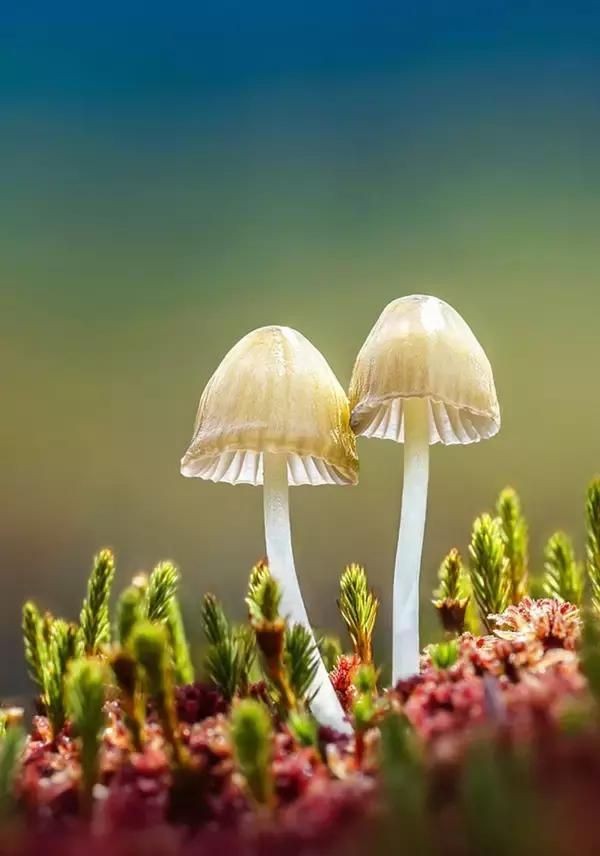 为何摄影人对蘑菇着迷，原来这么好玩。