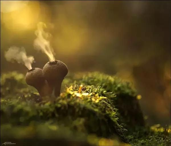 为何摄影人对蘑菇着迷，原来这么好玩。