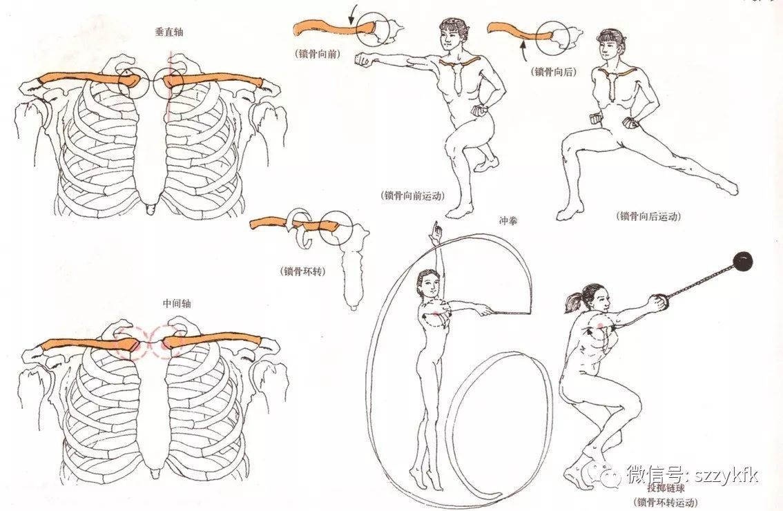 肩锁关节损伤会自愈吗_肩锁关节受伤怎么康复_