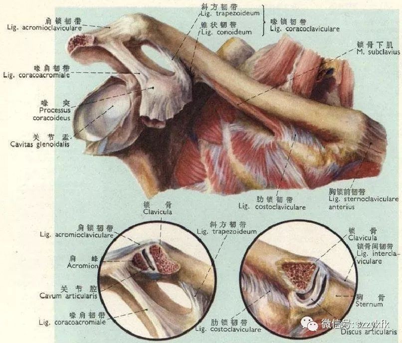 肩锁关节受伤怎么康复_肩锁关节损伤会自愈吗_